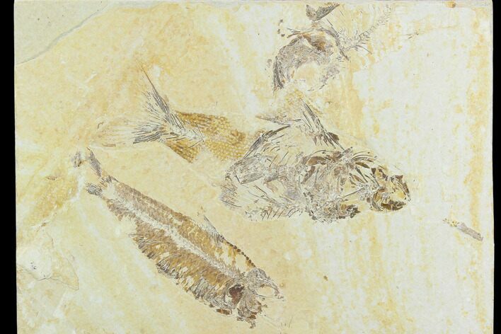 Bargain, Fossil Fish Plate (Knightia & Mioplosus) #119981